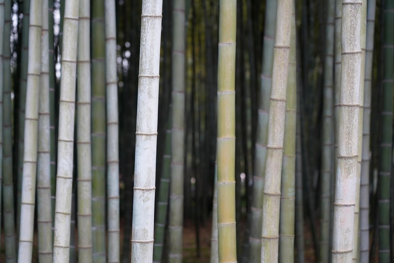 Bamboo Fountain