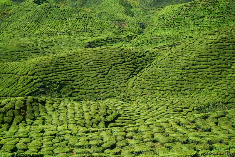 Tea Garden